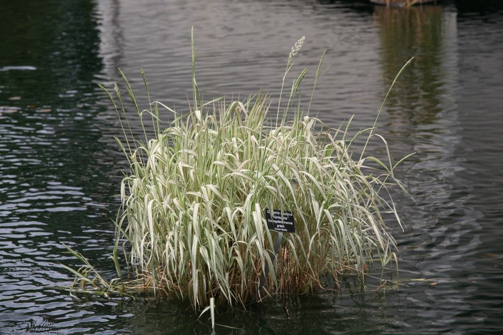Arching grass with variegated leaves