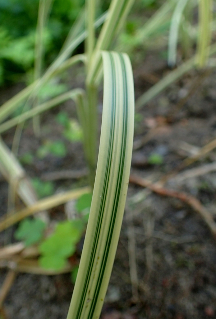 Variegated leaf