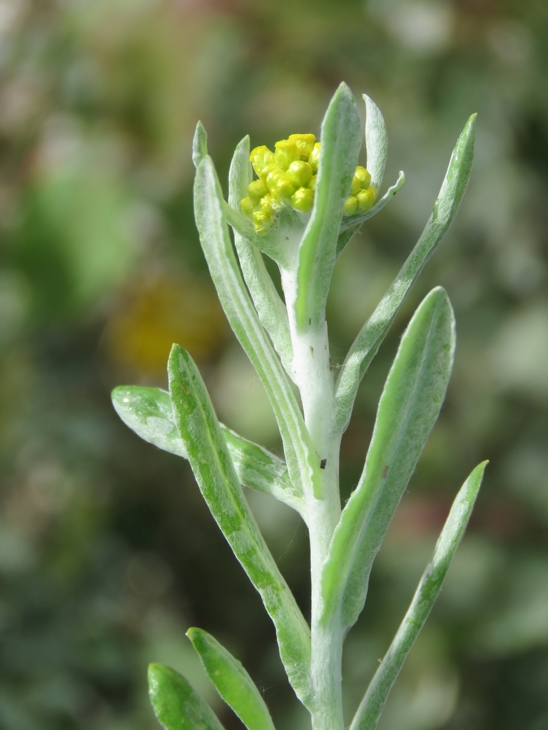 Flowers of G. affine