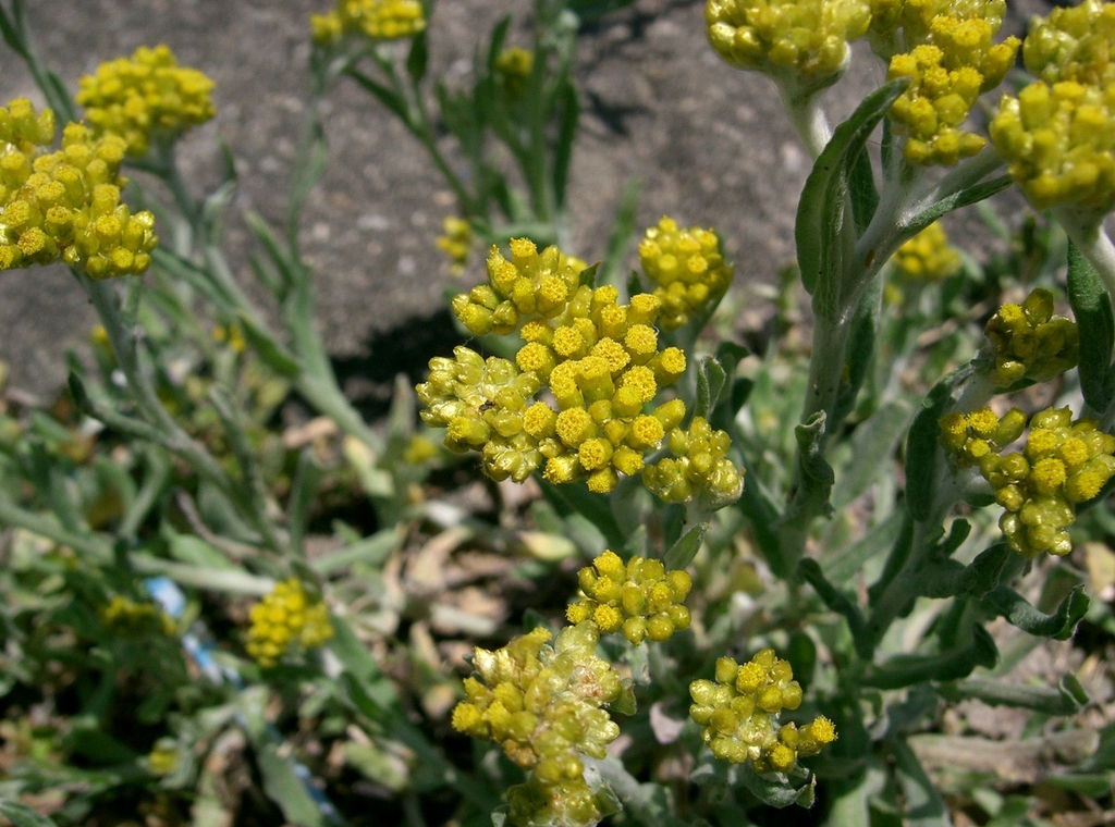 G. affine flowers