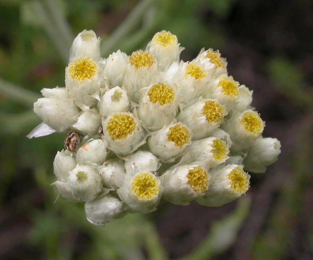 G.californicum flowers