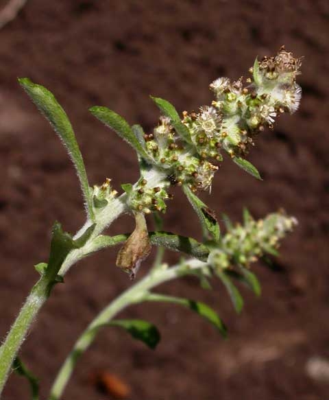 Pseudognaphalium spp., Gamochaeta spp.