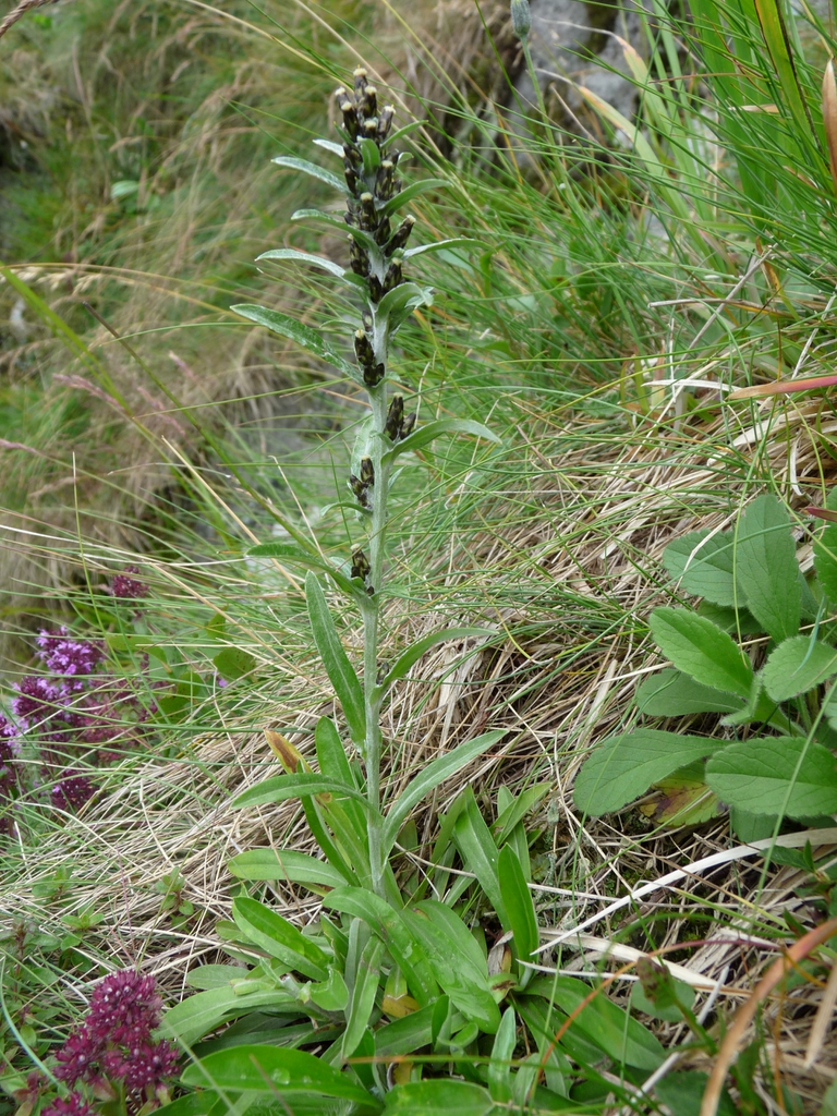 G, norvegicum habit