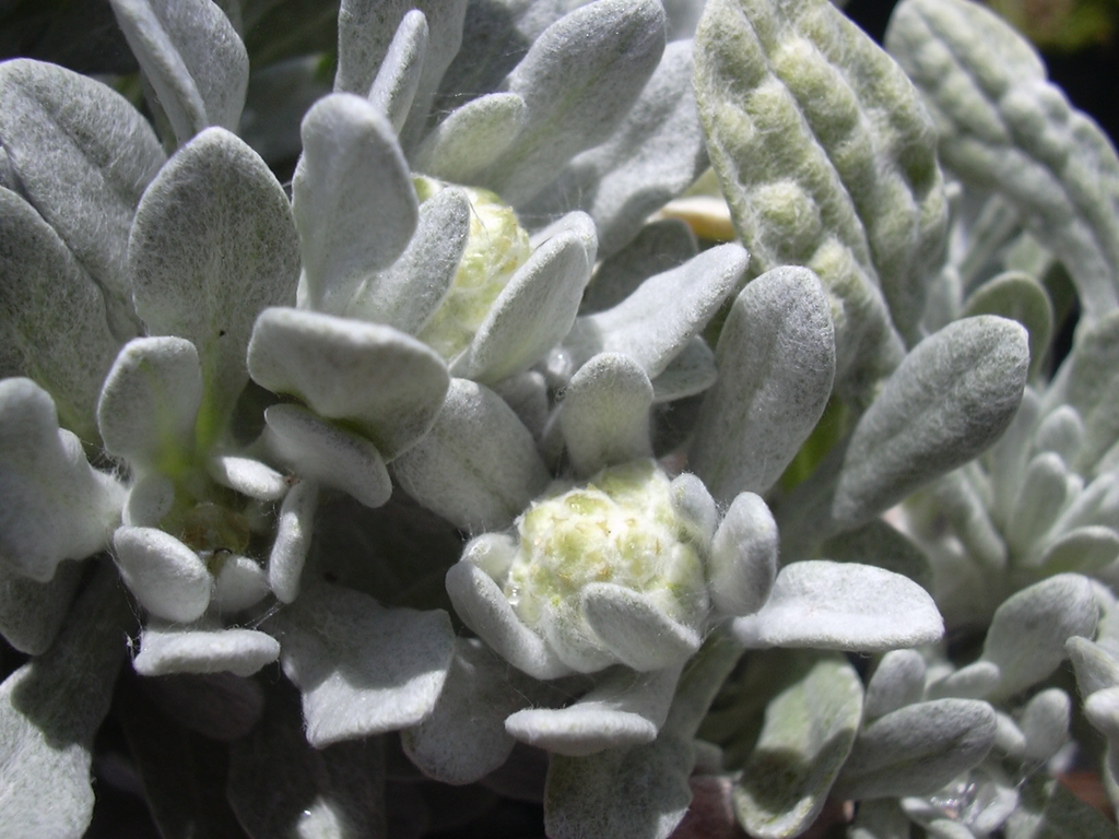Wooly leaves of G. sandwicensium