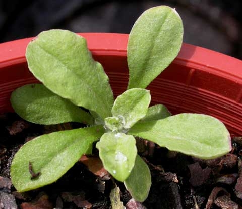 Pseudognaphalium spp., Gamochaeta spp.