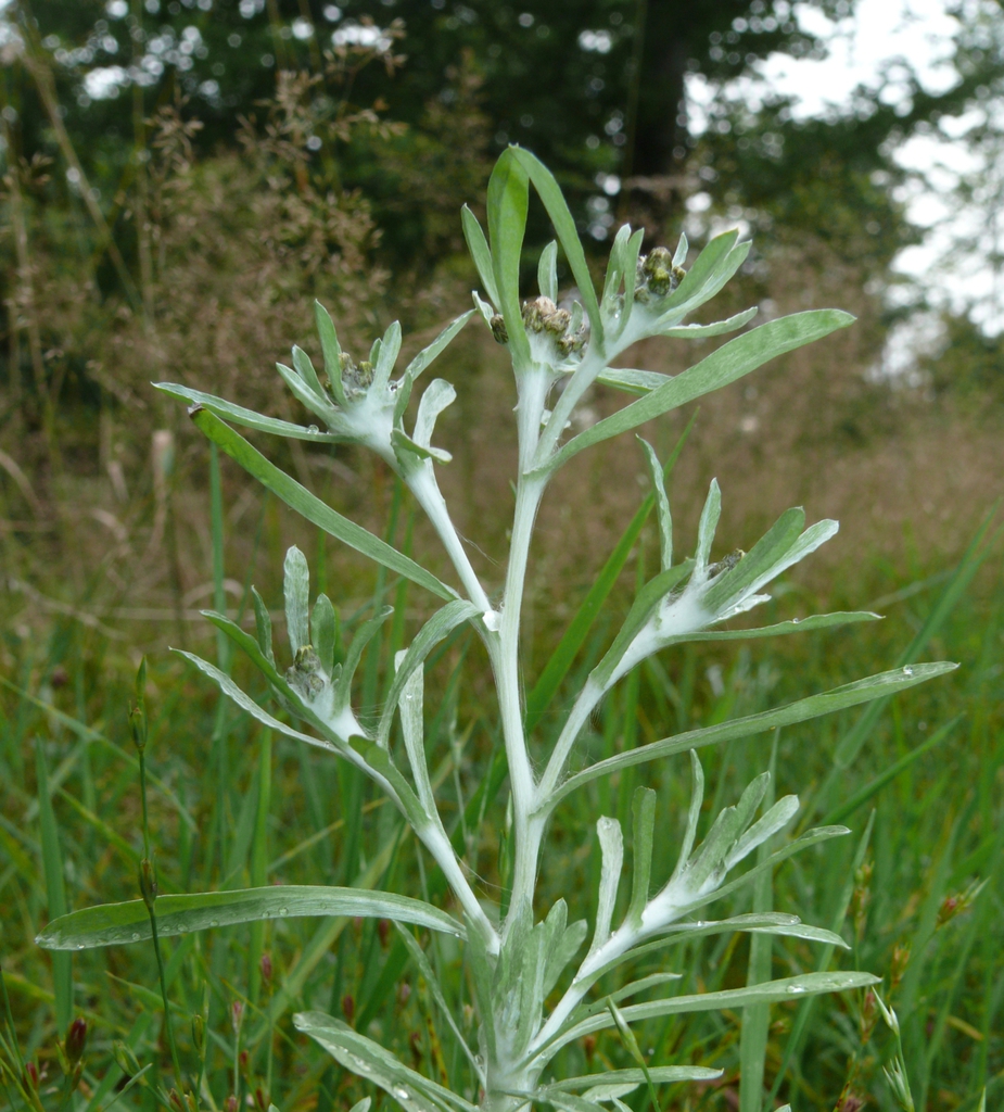 G. uliginosum form