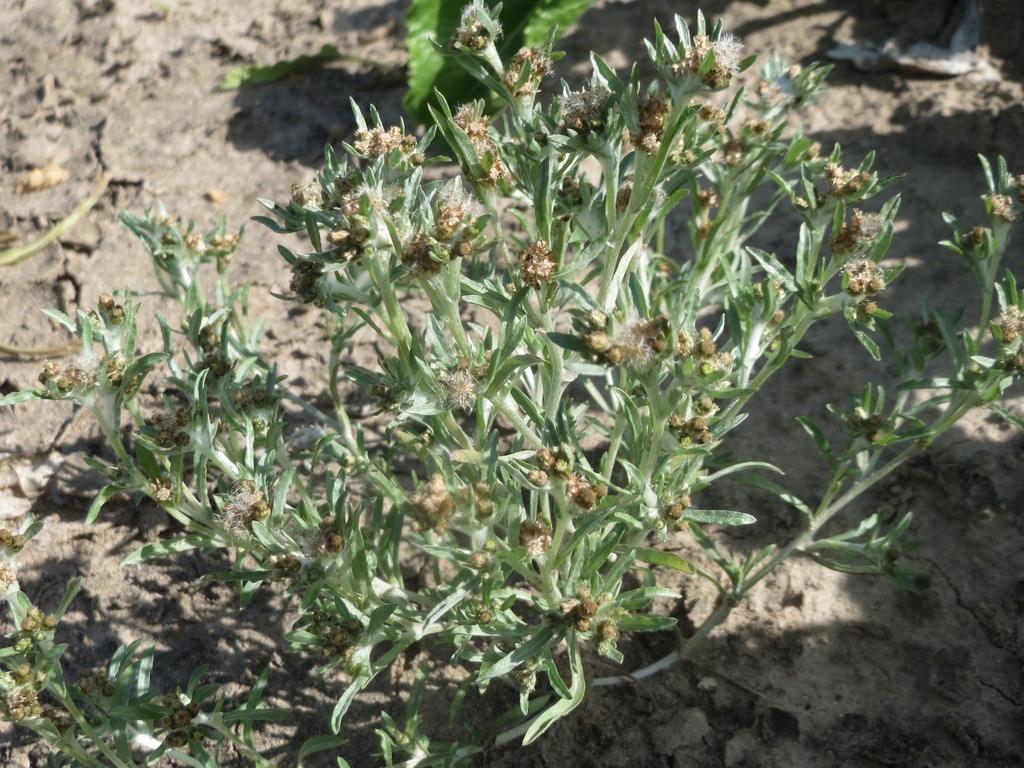G. uliginosum form