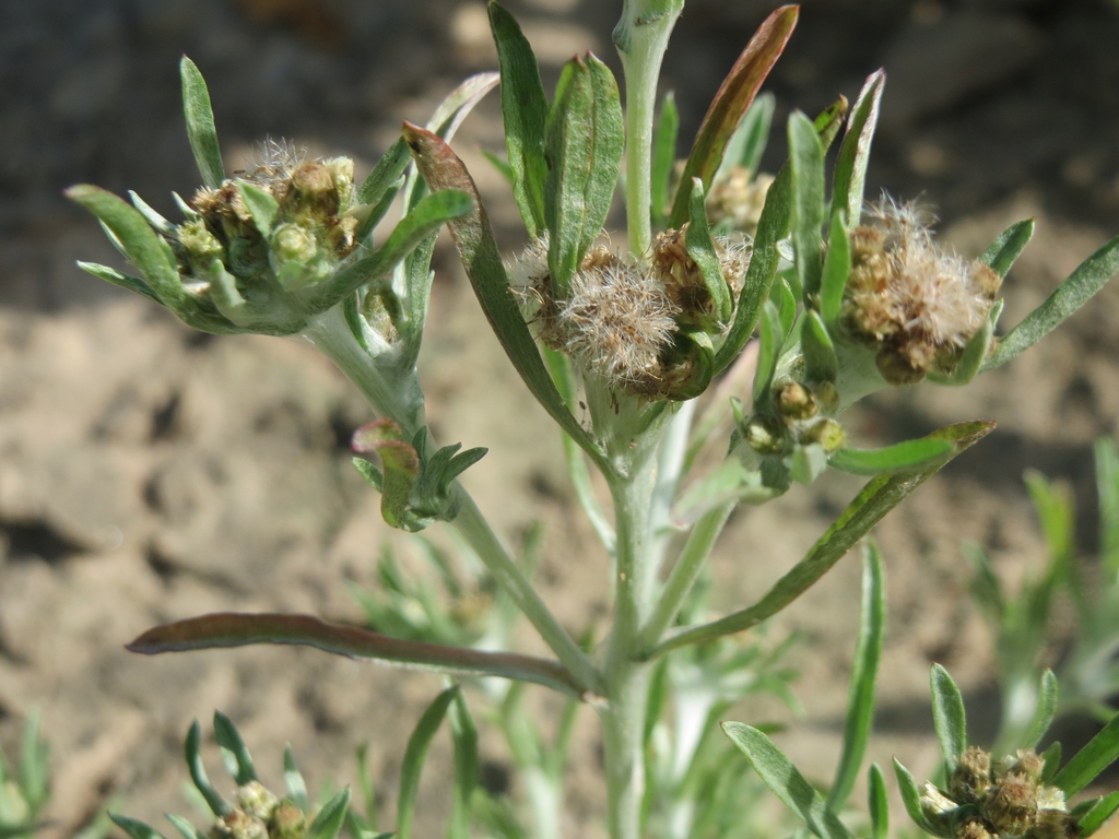 Gnaphalium uliginosum close up