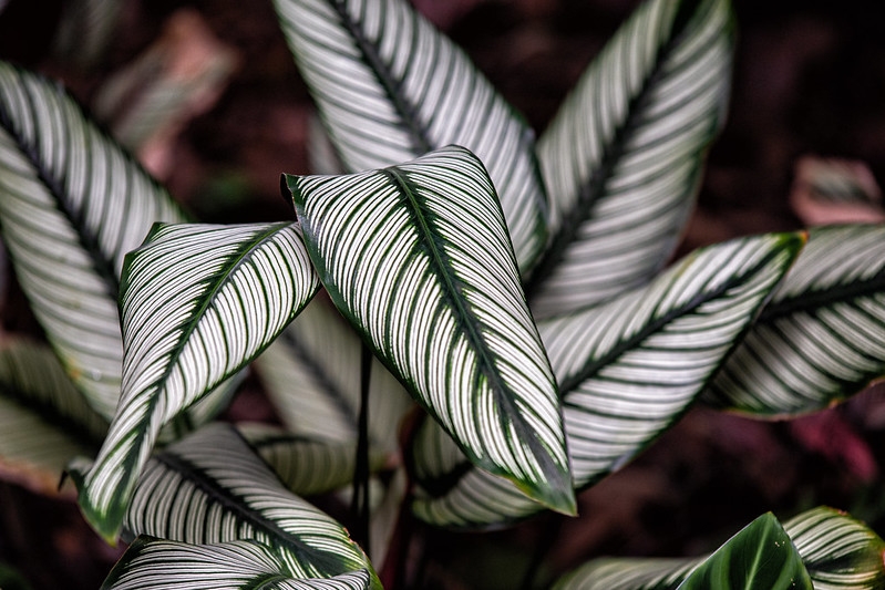 white leaves with fine green vein and midvein