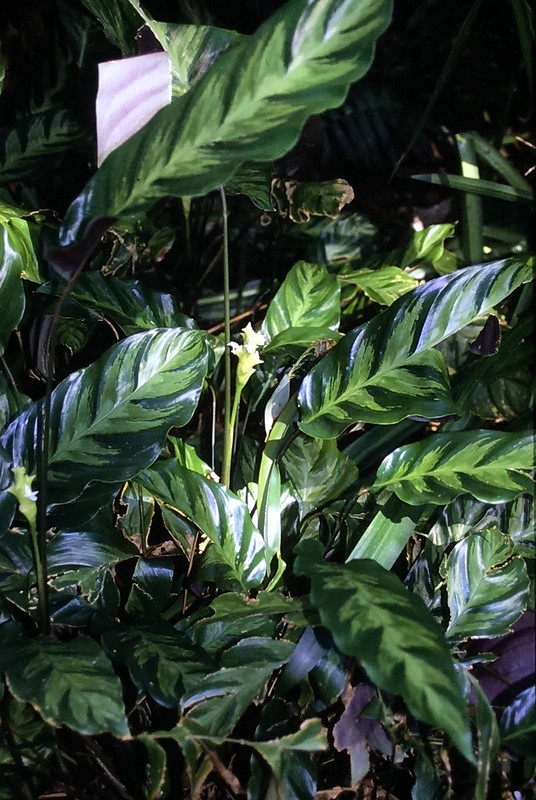 Variegated foliage