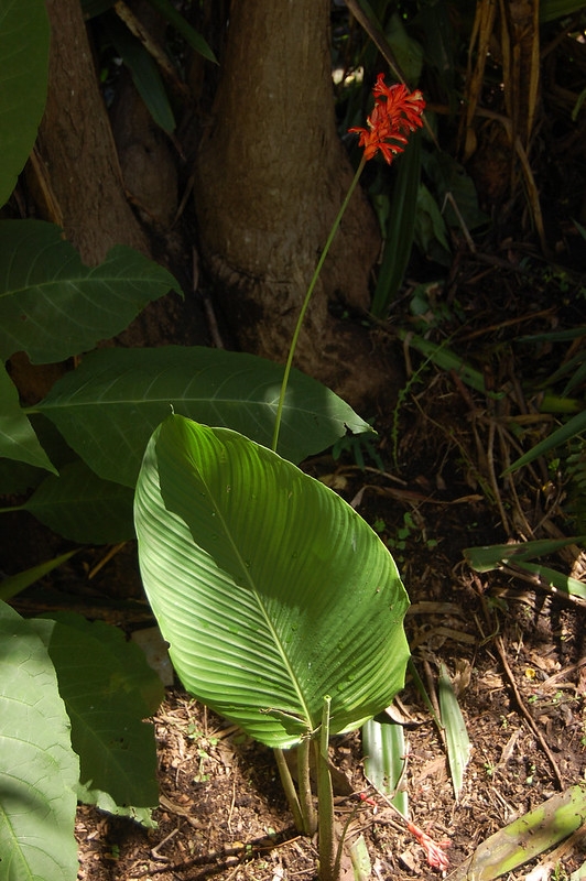 Unmarked broad leaf and upright inflor. with red flowers.