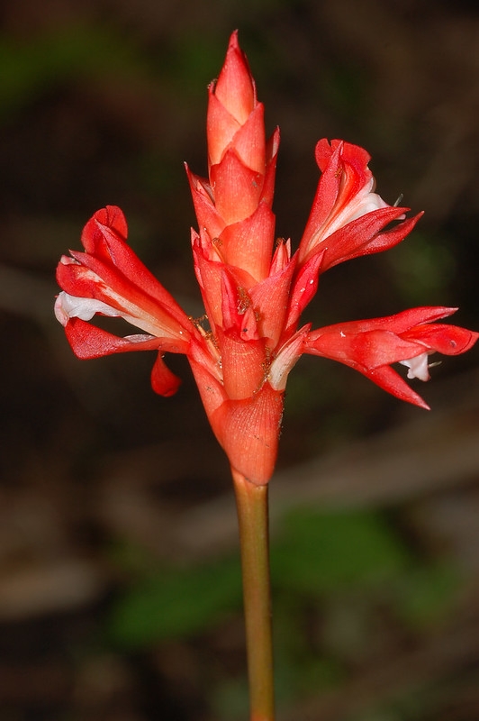 upright inflor. with red flowers.