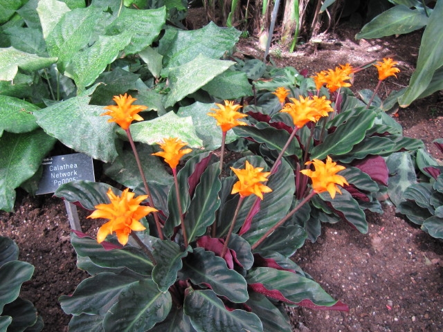 Plants with variegated foliage and orange inflorescences.