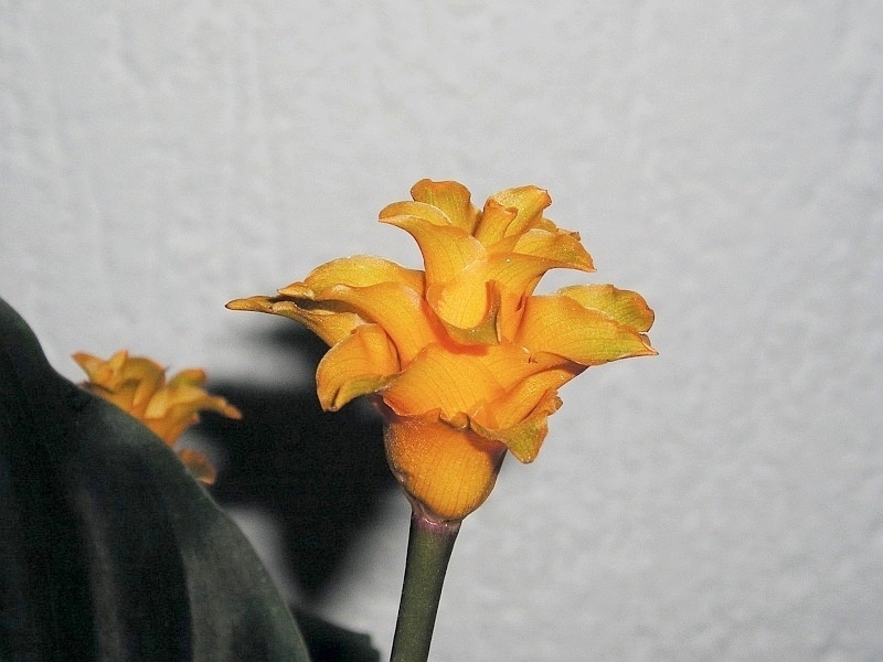 upright inflor. with orange bracts.