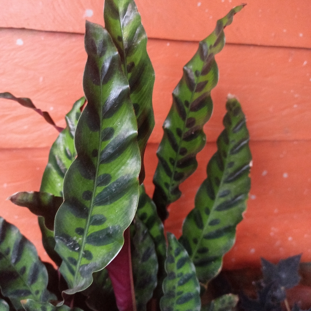 Plants with variegated leaves and purple undersides.