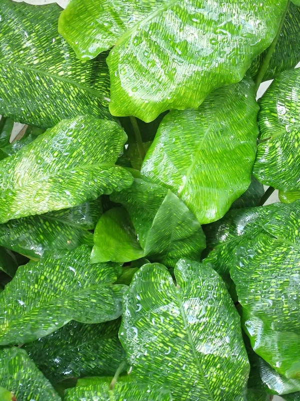 Leaves with yellow net-like variegation.