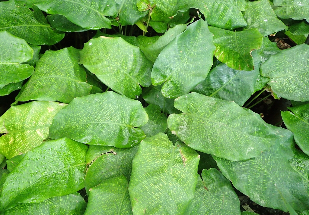 Green leaves