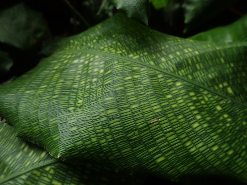 Leaves with yellow net-like variegation.