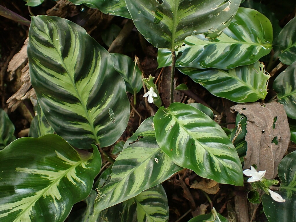 Foliage with dark variegation. White flowers.