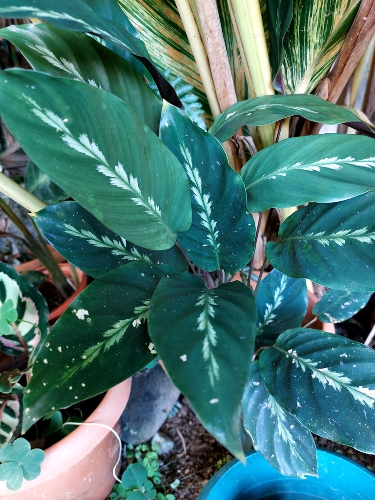Dark leaves with silvery splashes near midvein