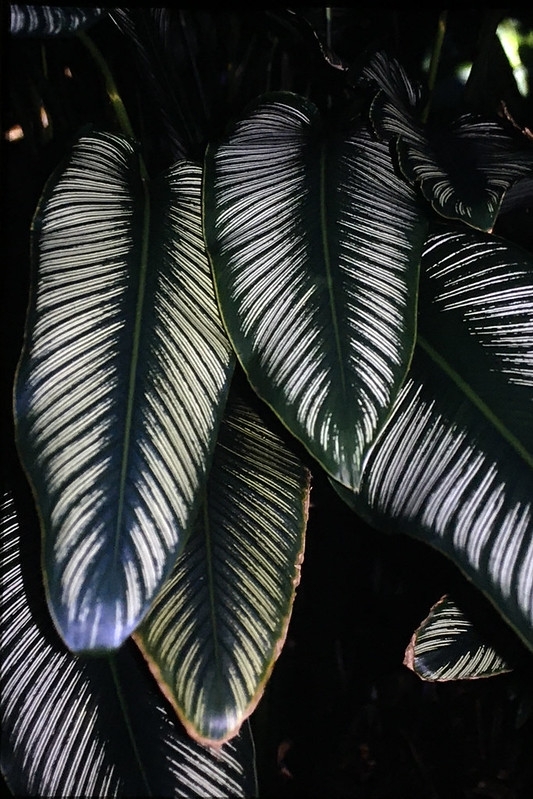 Broad, thin leaves with a pink midvein and parallel veins