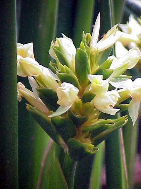Small white flowers