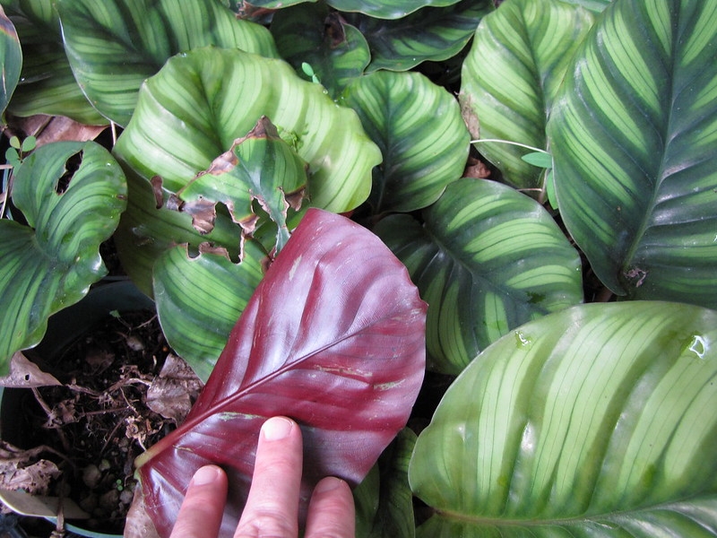 Variegated foliage. One leaf turned to show purple underside.