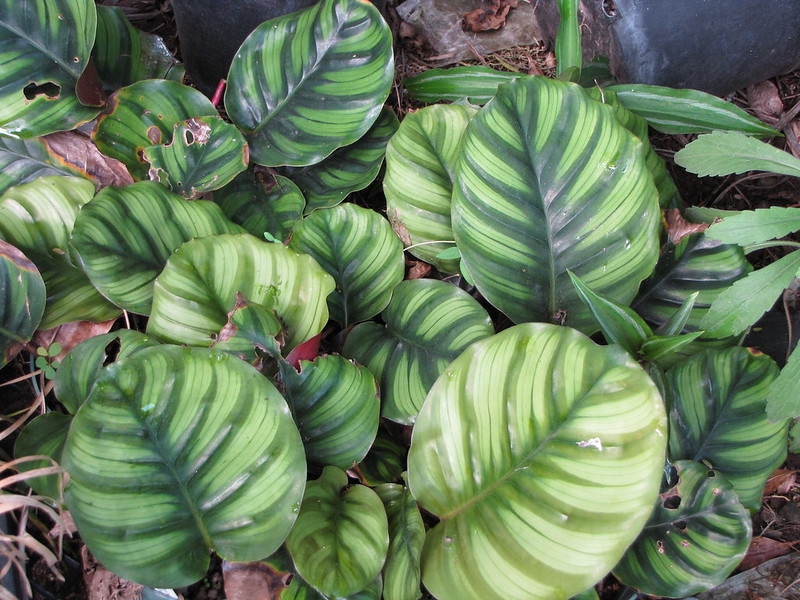 Variegated foliage