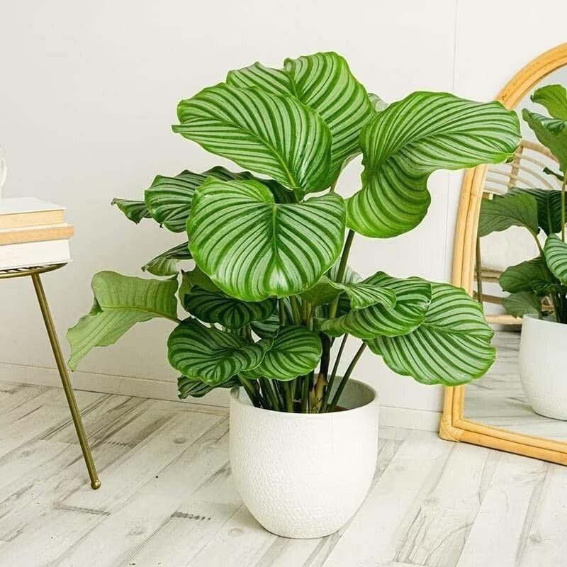 Plant growing in a pot