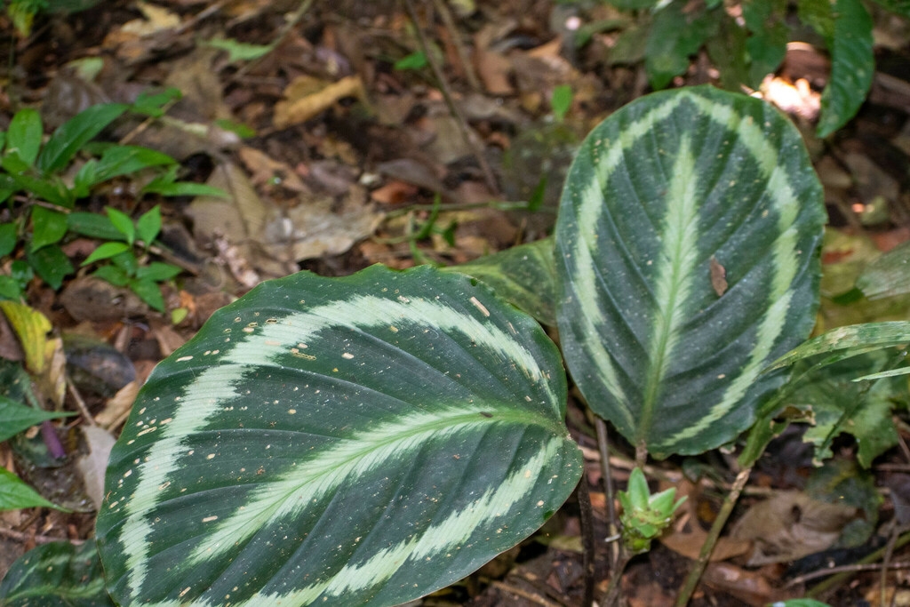 Large oval leaves with silvery variegation.