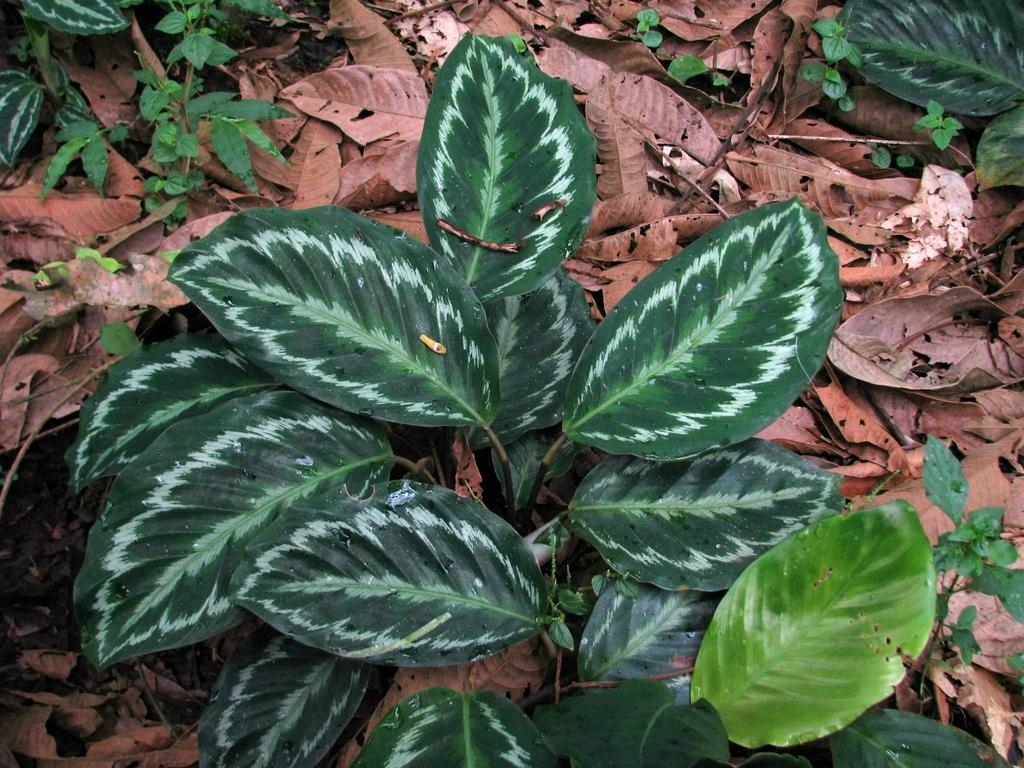 Large oval leaves with silvery variegation.