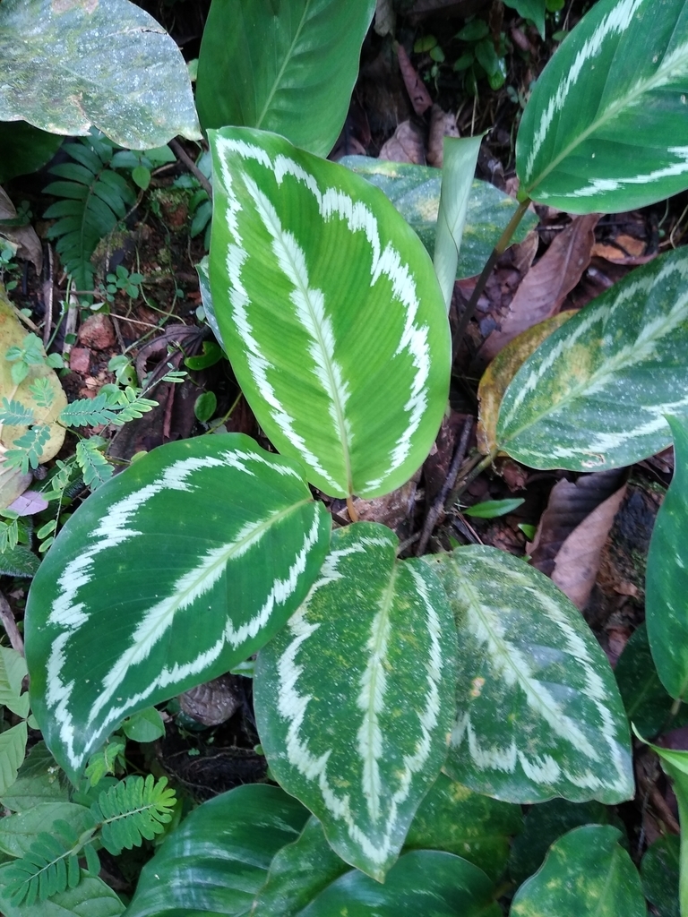 Large oval leaves with silvery variegation.