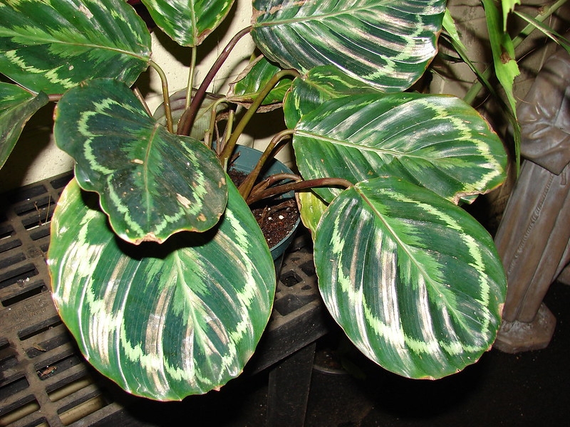 Dark green & silver variegated, round leaves.