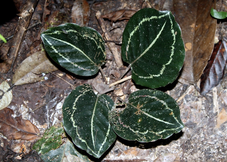 Dark green leaves with pinkish veins.