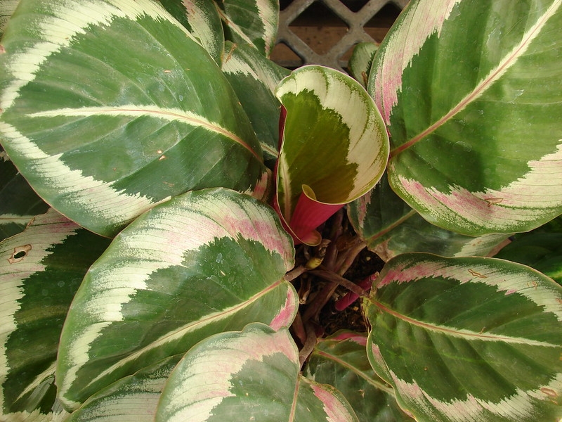 Pink & silver variegated, round leaves.