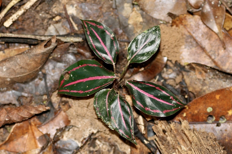 Dark green leaves with pinkish veins.