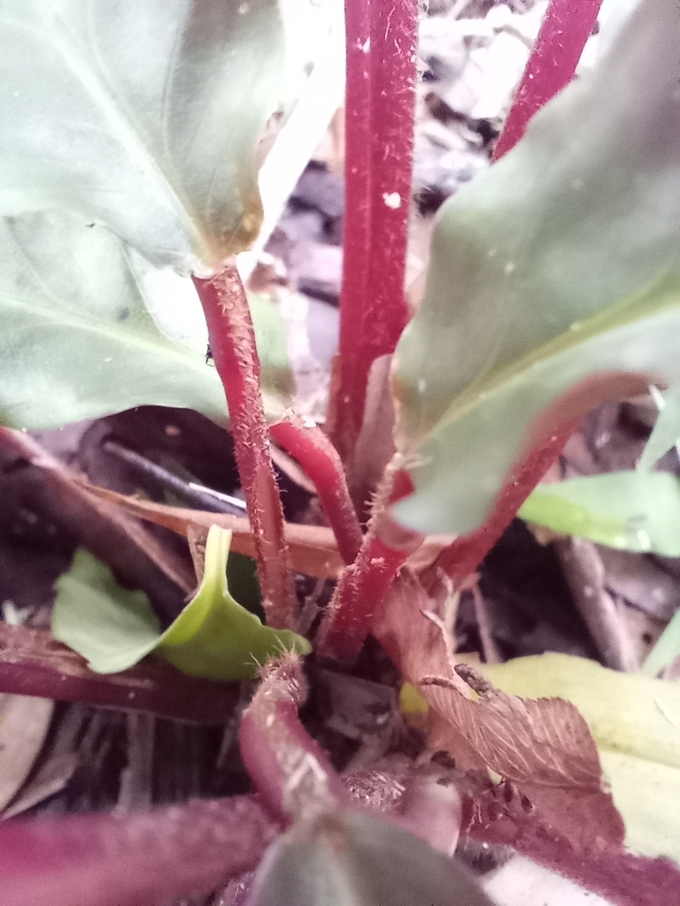Red petioles with reddish hairs.