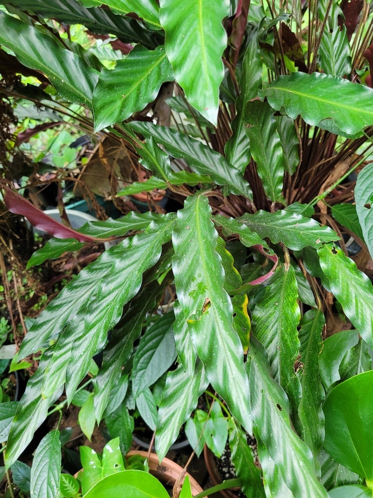 Plant with lanceolate leaves.