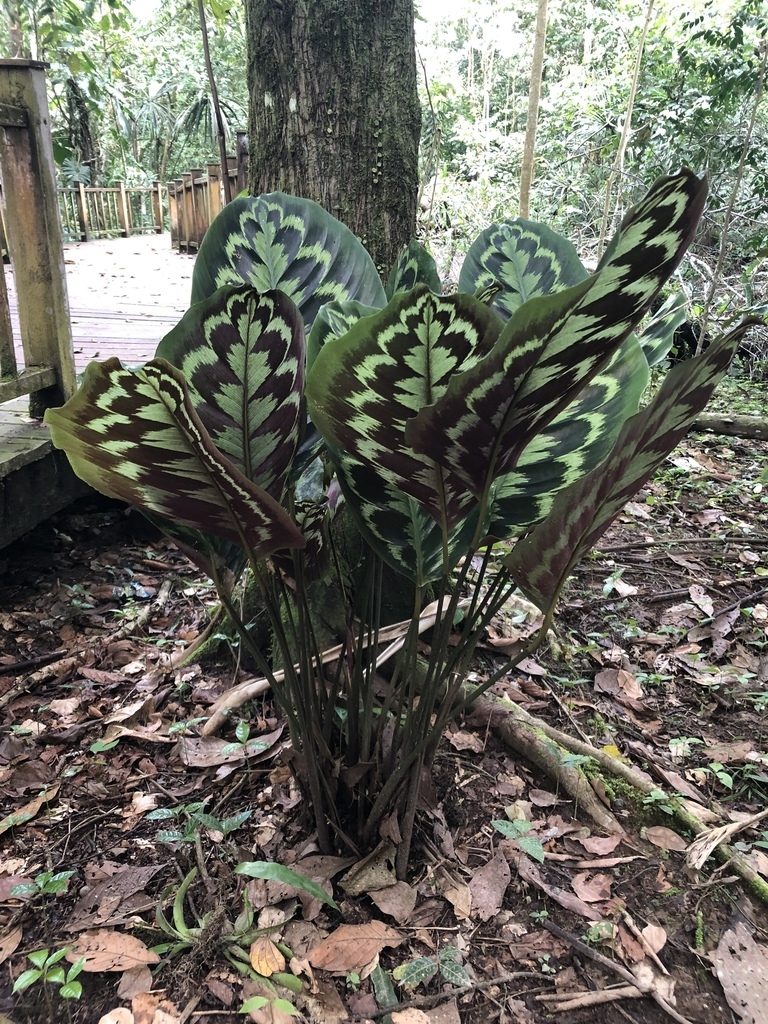 Large, round leaves with silvery and dark variegations.