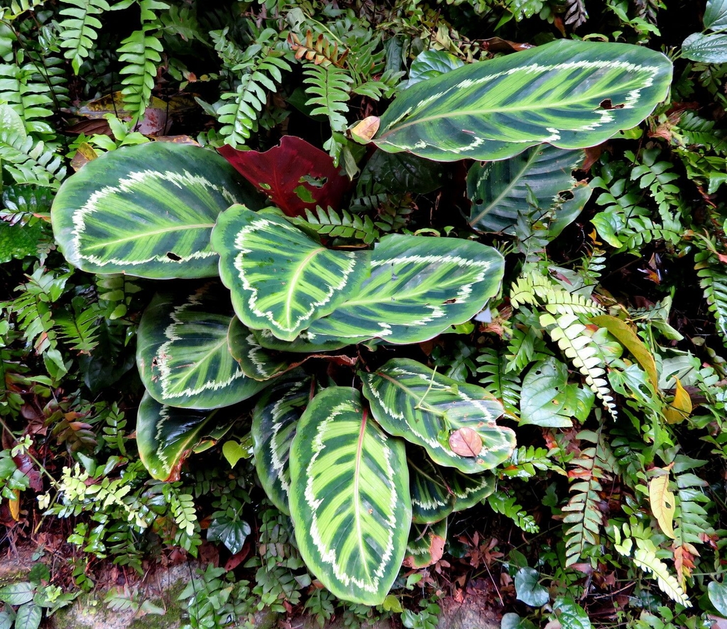 Plant with variegated leaves in a greenhouse