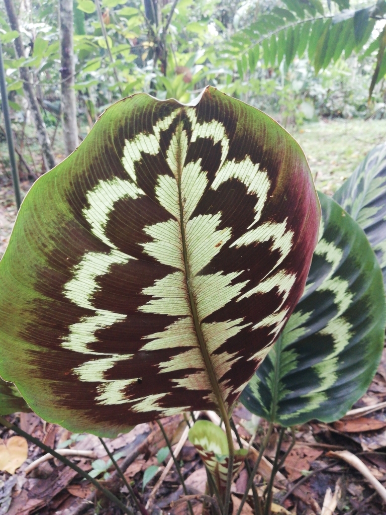 Large, round leaf with silvery and dark variegations.