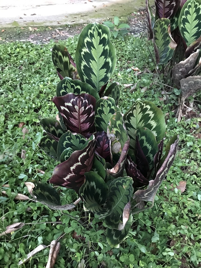 Large, round leaves with silvery and dark variegations.