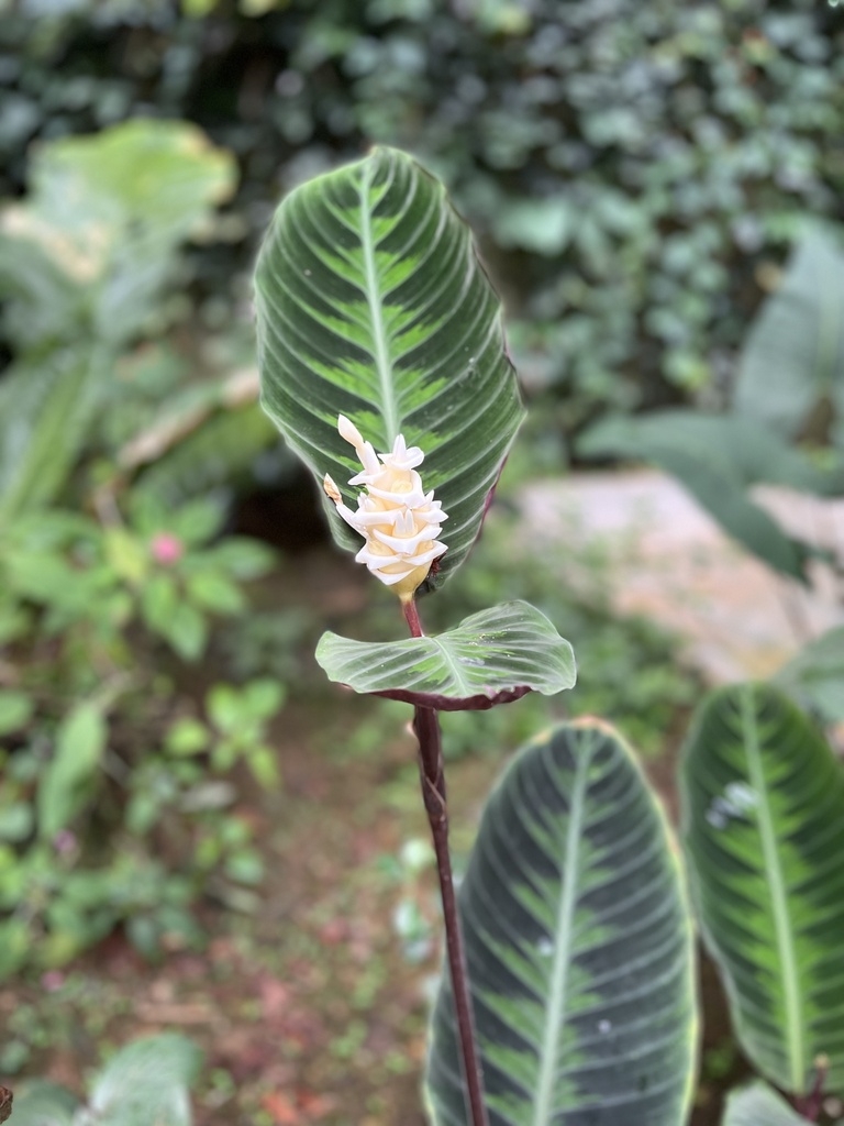 Large oval leaves with dark variegation.