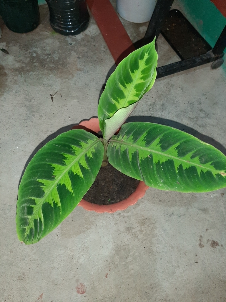 Plant with variegated leaves in a pot