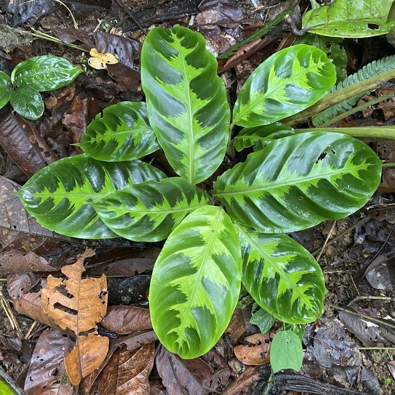 Large oval leaves with dark variegation.