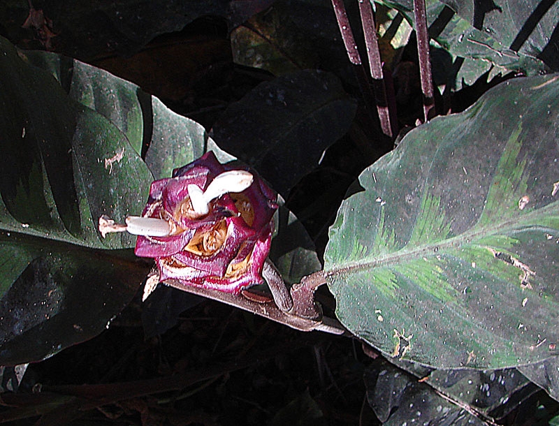 Large oval leaves with dark variegation & white bracts