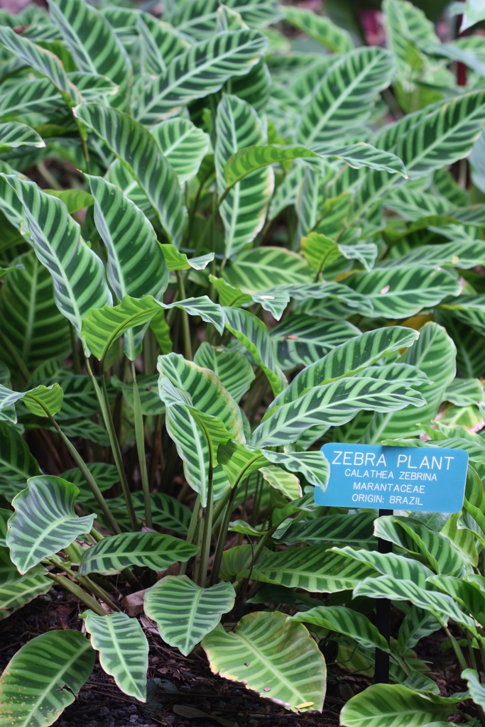 Form