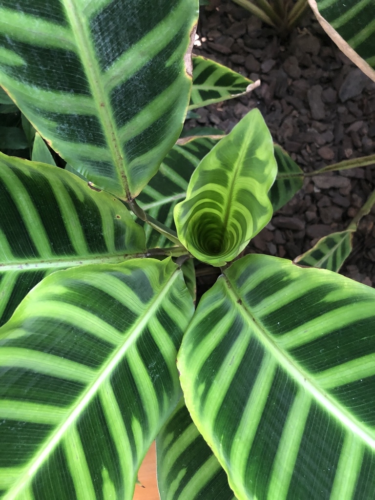 Leaf d