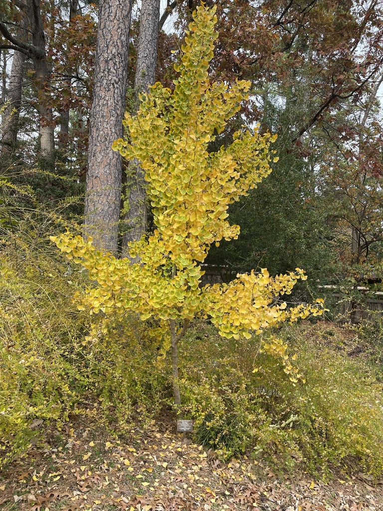 Form with yellow foliage in November in Durham County, NC