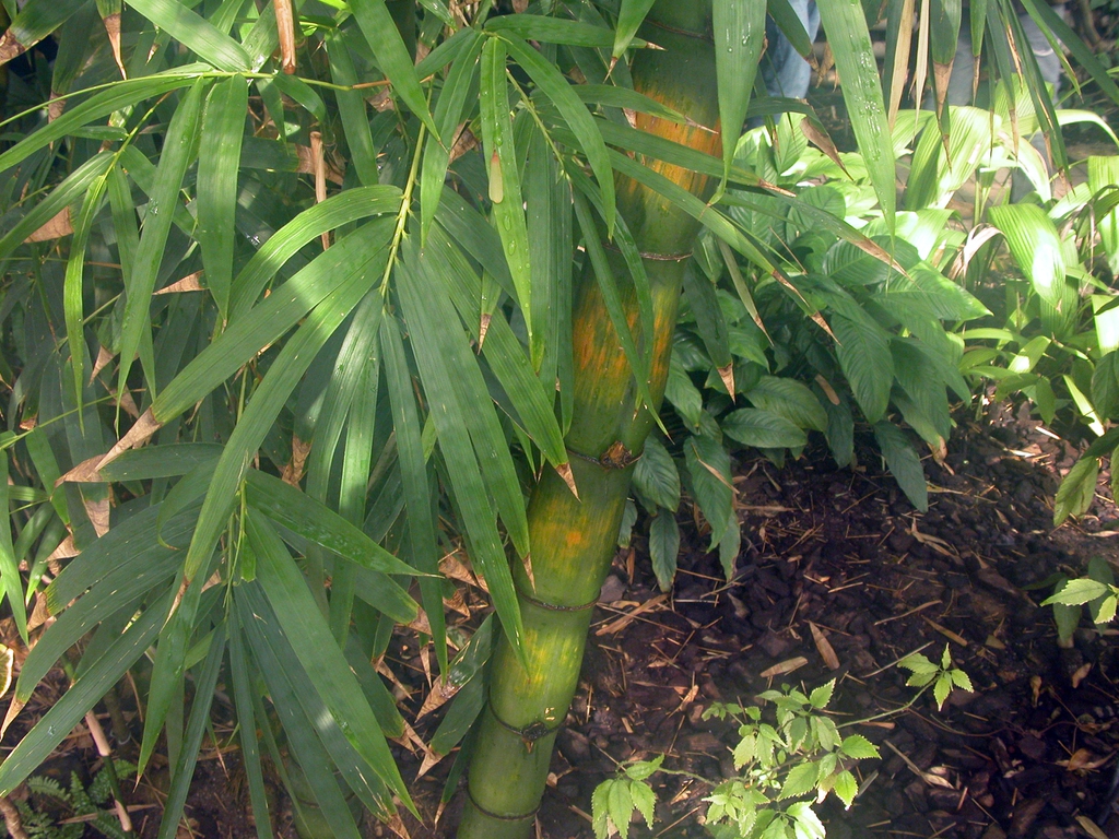 Stems and leaves